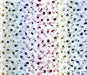 Rainbow Foil Confetti Tissue Paper    