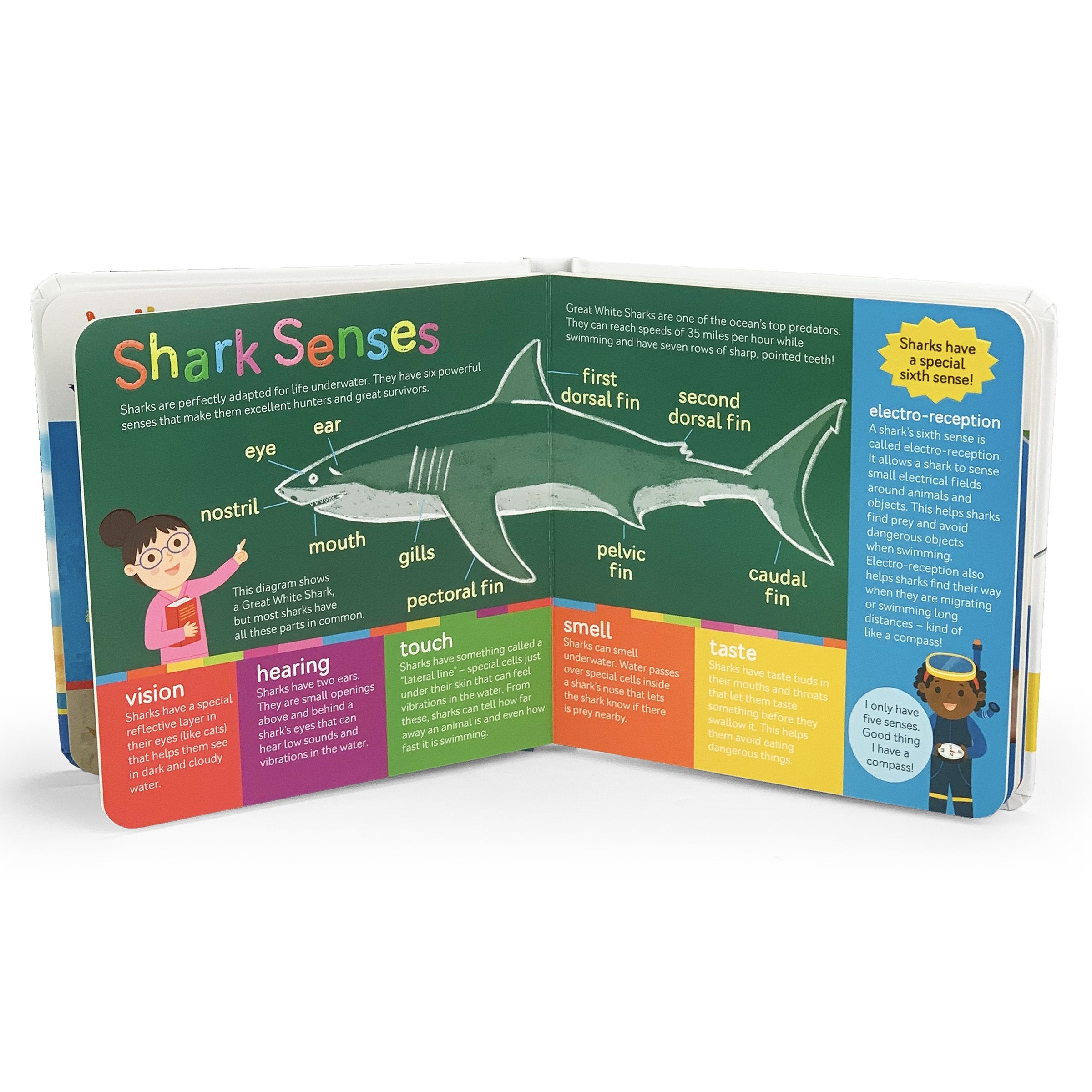 Sharks Teeth to Tail - First Discovery Books    