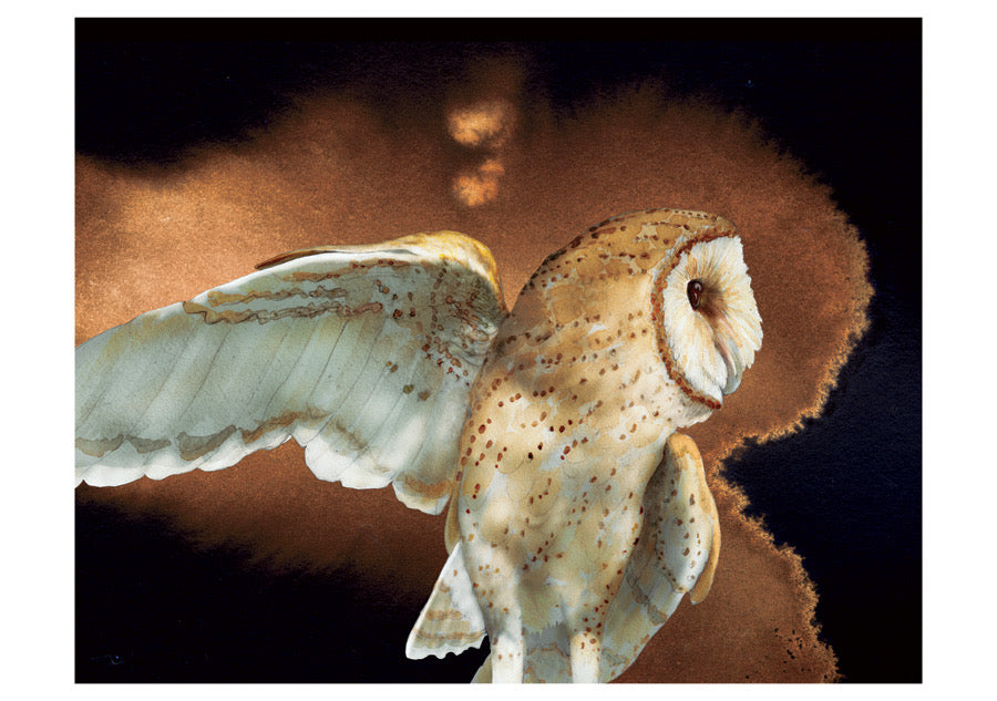 Barn Owls - Jeannine Chappell Boxed Assorted Note Cards    