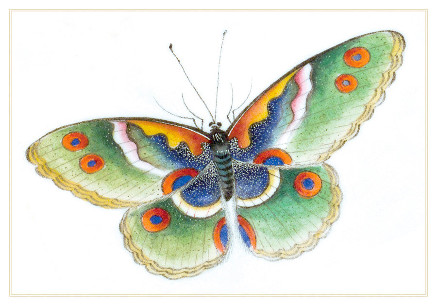 Butterfly - Boxed Note Cards    