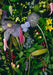 Flora - Boxed Assorted Deb Stoner Note Cards    