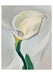 Georgia O'Keeffe - Boxed Assorted Note Cards    