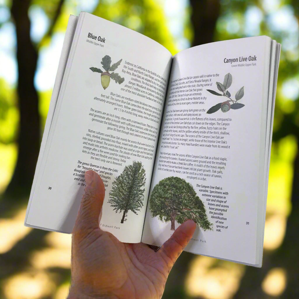 Trees of Bidwell Park    