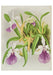 Orchids - Boxed Assorted Note Cards    