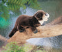Folkmanis Puppet - River Otter    