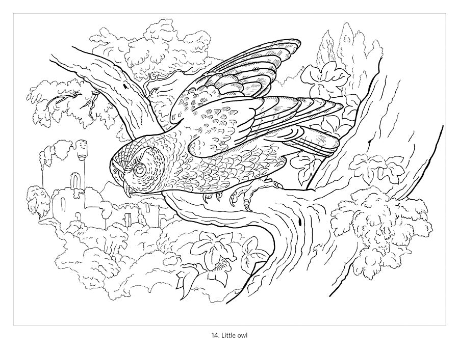 Owls Coloring Book    