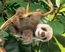 Folkmanis Puppet - Baby Sloth    